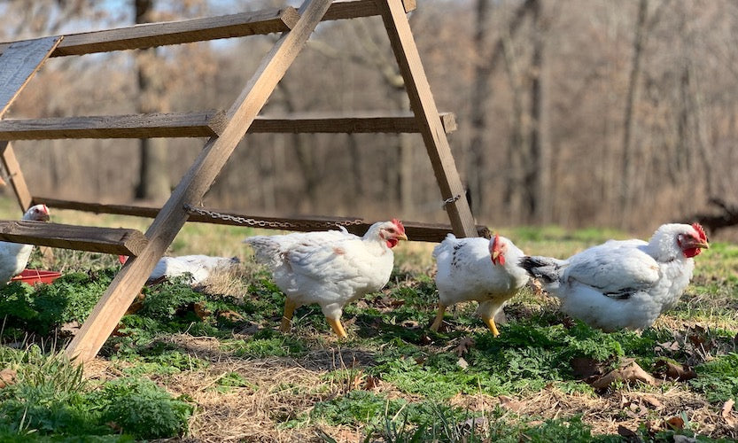 Why Chicken Breed Matters
