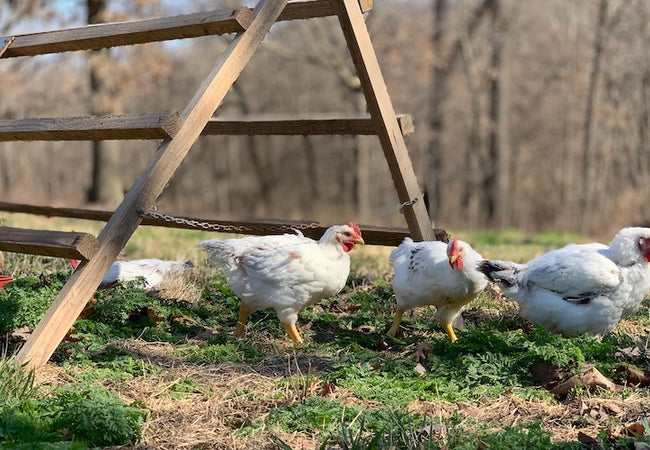 Why Chicken Breed Matters