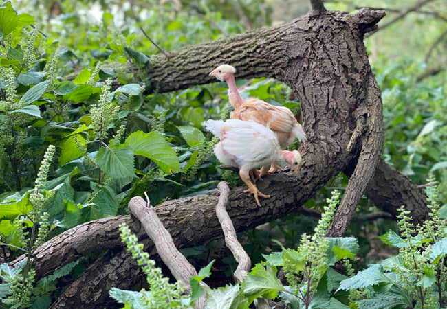 Two pasture-raised chicks sitting in a tree in the forest.