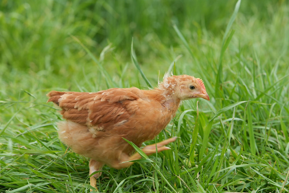 A single chicken walking through tall, green grass.