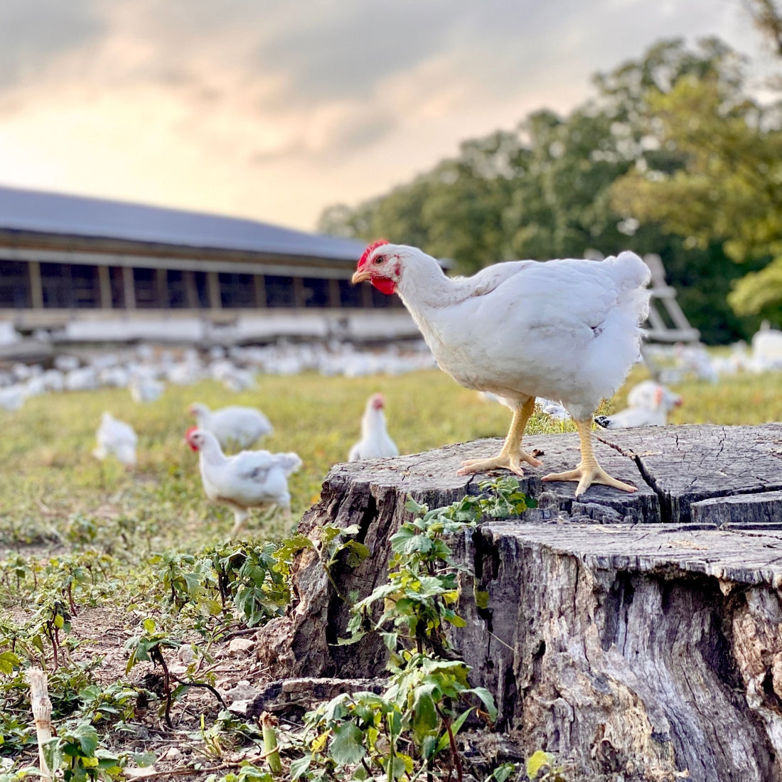 Chickens on logs and walking through a pasture next to a chicken house.