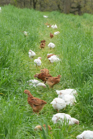 A group of Pioneer chickens pecking in the grass.