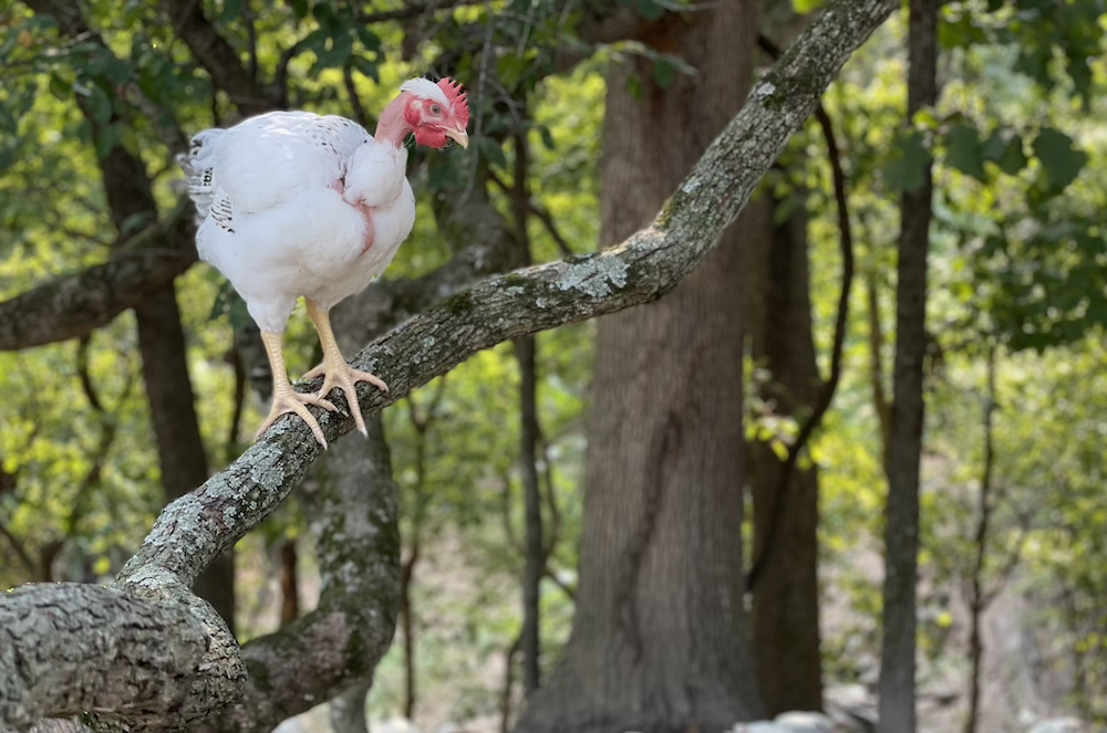 A single chicken sitting on a branch in a pasture.