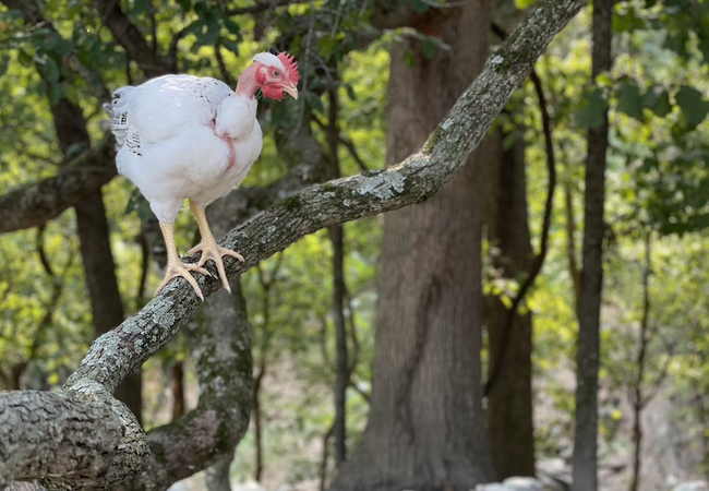 A single chicken sitting on a branch in a pasture.